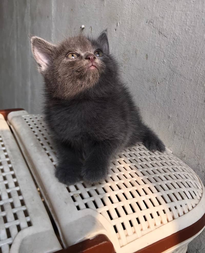 Black Persian Mix Breed kittens for sale 0