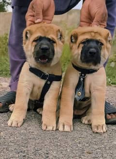 king kurdish kangal security dog pair 2 month for sale