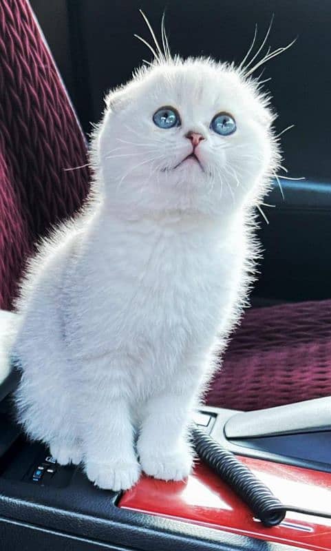 Scottish fold 0