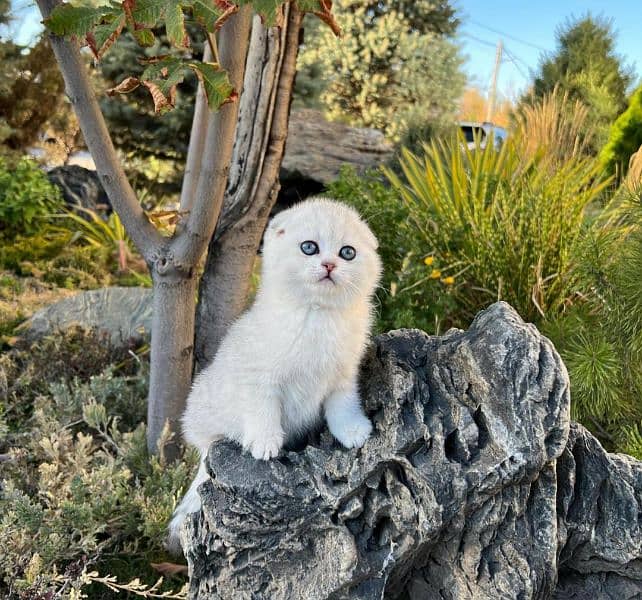 Scottish fold 1