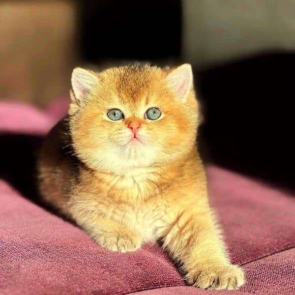 British shorthair 1