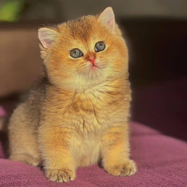 British shorthair 2