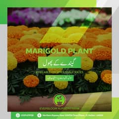 Marigold Plant (گیندے کا پھول)