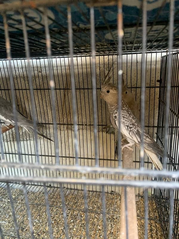 Cocktails Lovebirds 100% bonded pairs and Java chicks For Sell 2