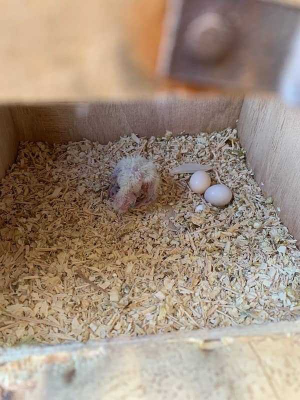 Cocktails Lovebirds 100% bonded pairs and Java chicks For Sell 3