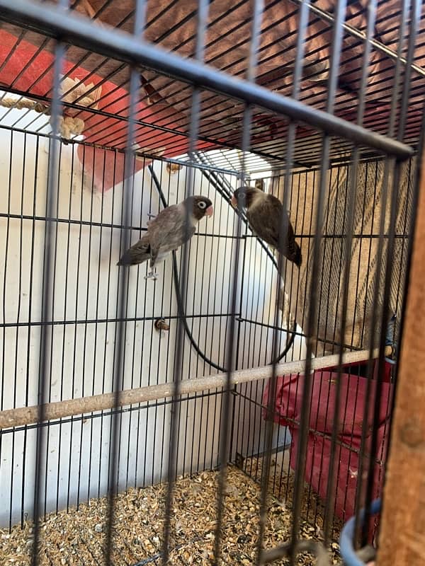 Cocktails Lovebirds 100% bonded pairs and Java chicks For Sell 5