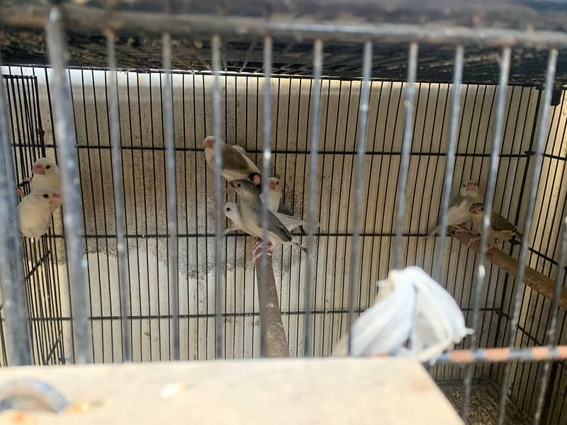 Cocktails Lovebirds 100% bonded pairs and Java chicks For Sell 6