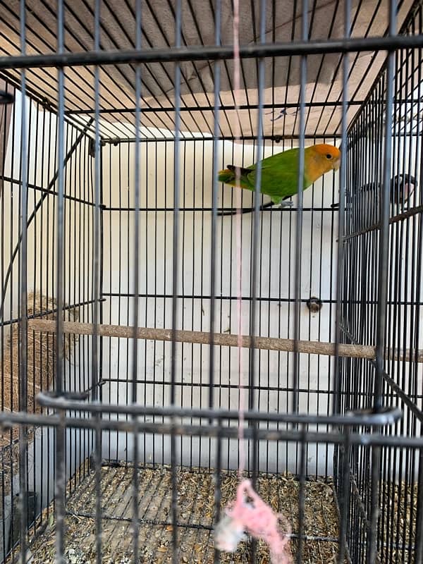 Cocktails Lovebirds 100% bonded pairs and Java chicks For Sell 7