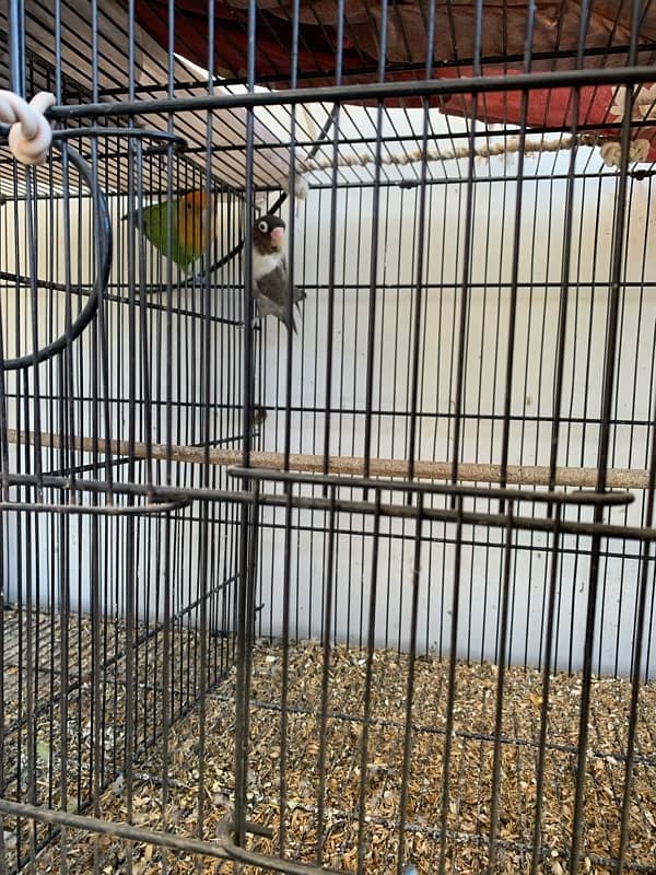 Cocktails Lovebirds 100% bonded pairs and Java chicks For Sell 8