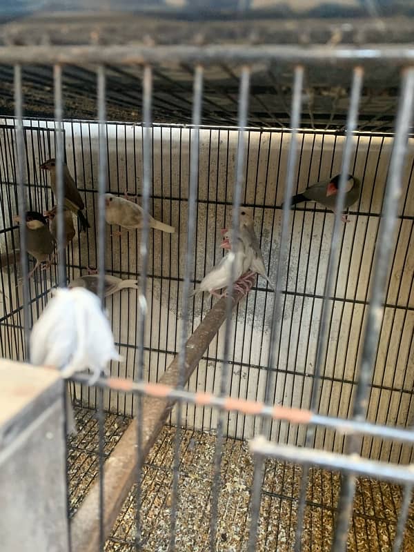 Cocktails Lovebirds 100% bonded pairs and Java chicks For Sell 10