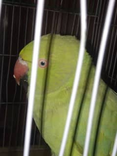 I am selling my parrot