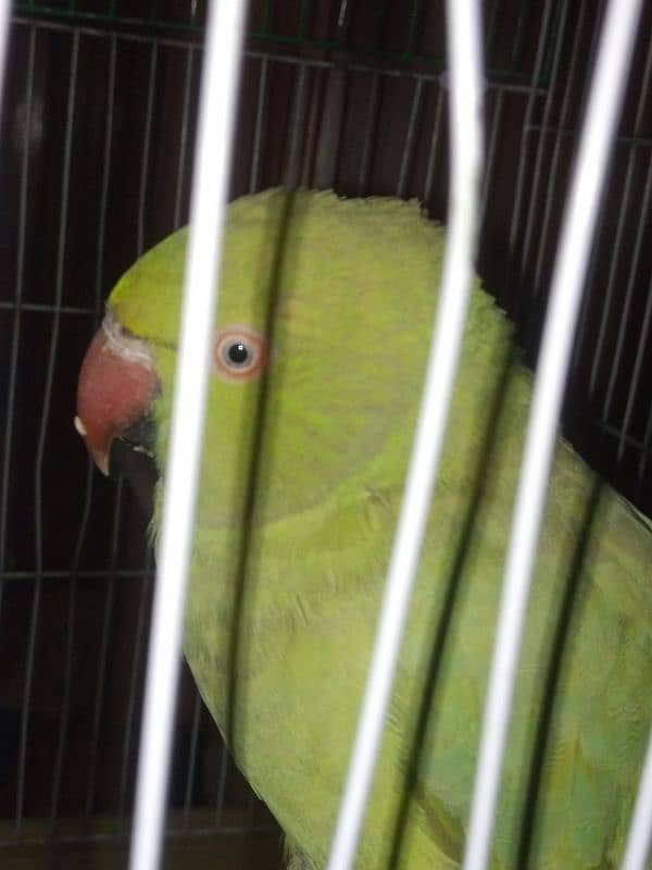 I am selling my parrot 0