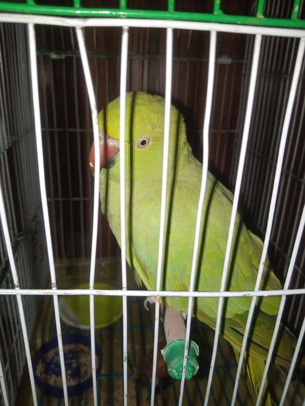 I am selling my parrot 1