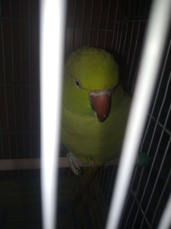 I am selling my parrot 2