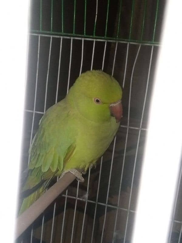 I am selling my parrot 3