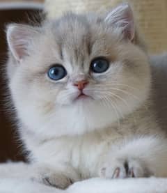 British shorthair