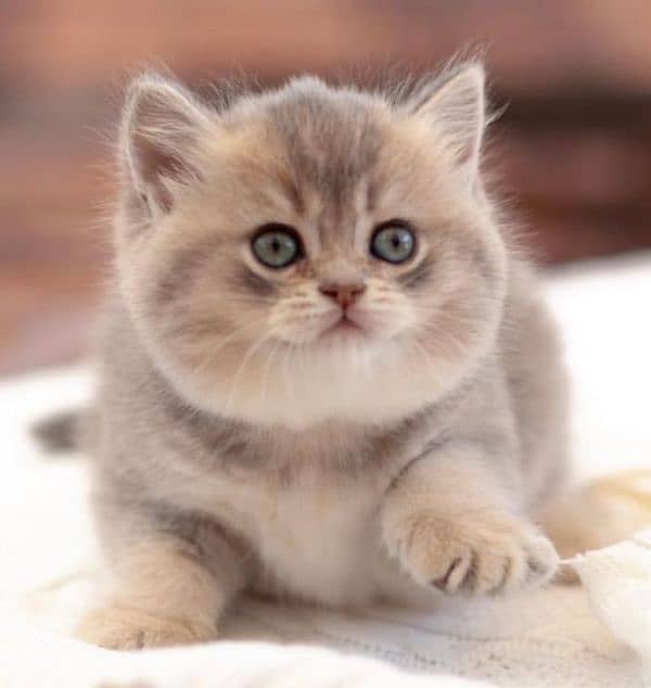 British shorthair 1