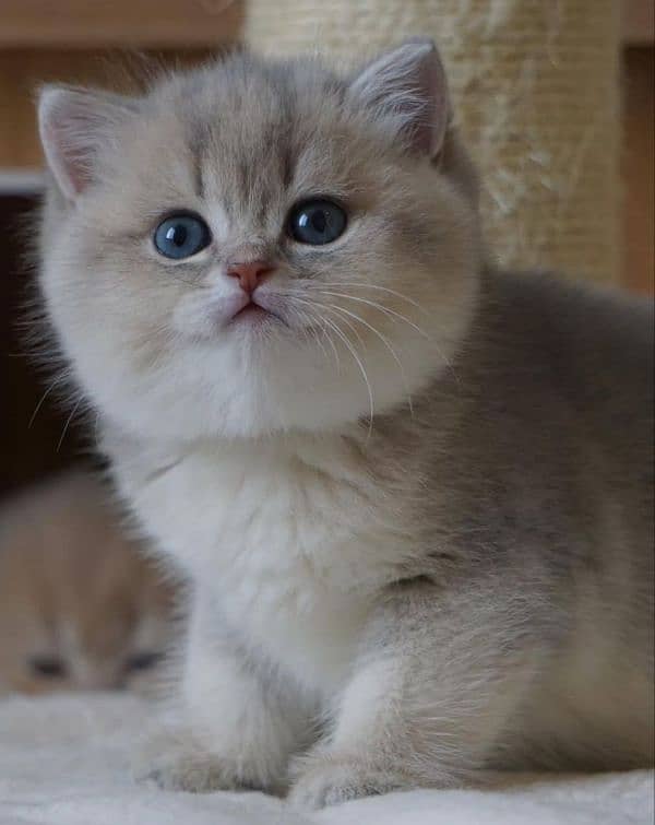 British shorthair 2