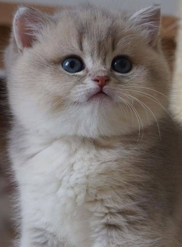 British shorthair 3