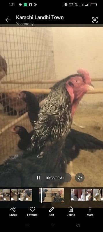 Fency Hens Lakenvelder & Turkey & Shamo 1