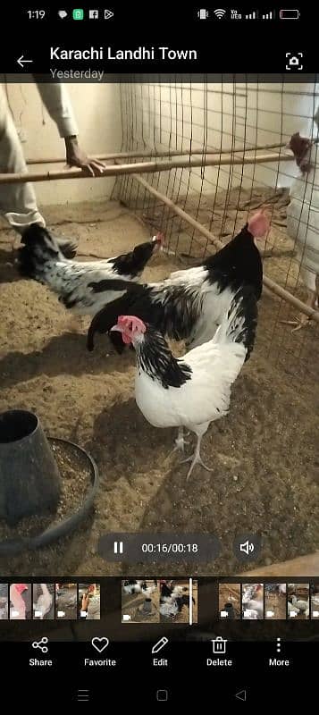 Fency Hens Lakenvelder & Turkey & Shamo 2