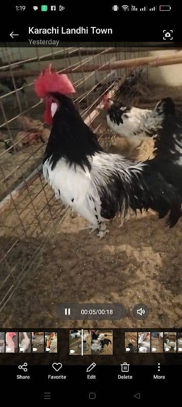 Fency Hens Lakenvelder & Turkey & Shamo 4