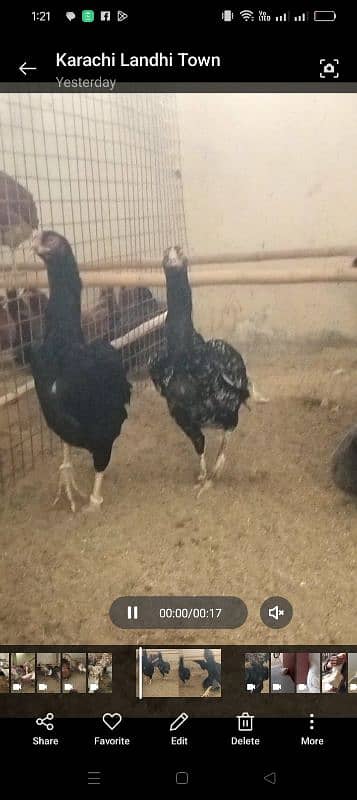 Fency Hens Lakenvelder & Turkey & Shamo 5