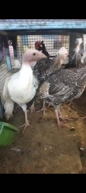 Fency Hens Lakenvelder & Turkey & Shamo 8