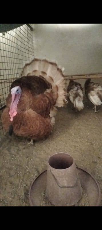 Fency Hens Lakenvelder & Turkey & Shamo 9