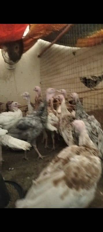 Fency Hens Lakenvelder & Turkey & Shamo 12