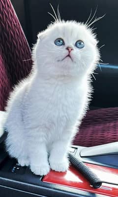 Scottish fold