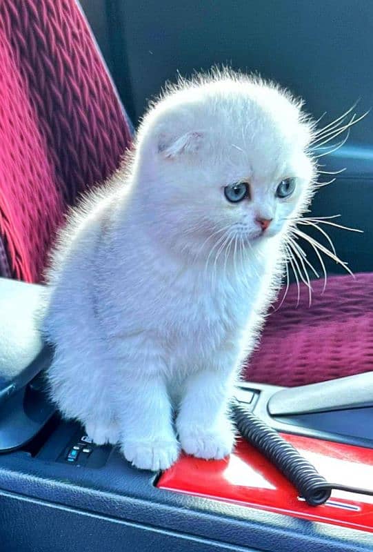 Scottish fold 1