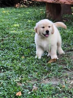 Golden retriever puppy KCp pedigree for sale