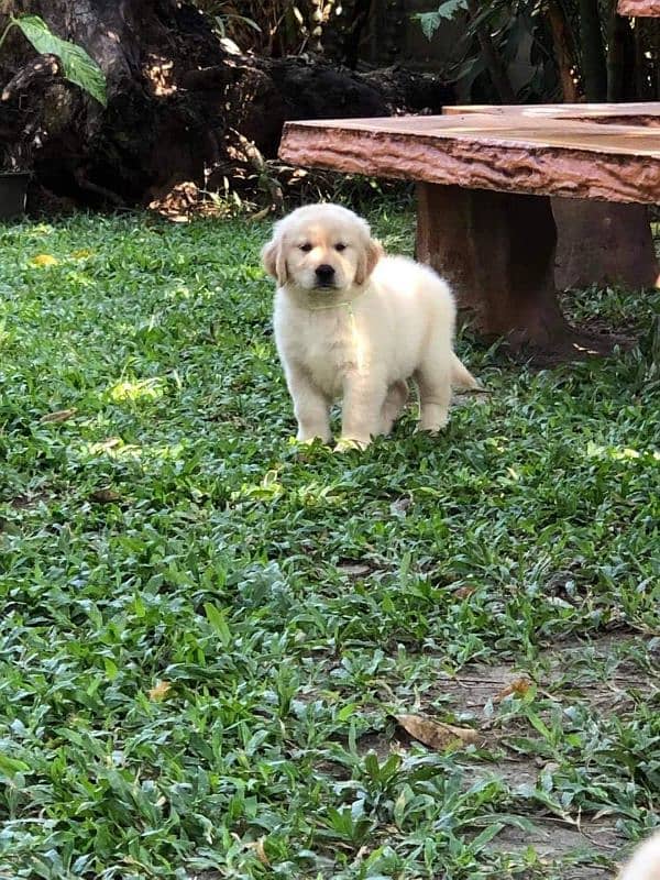 Golden retriever puppy KCp pedigree for sale 1