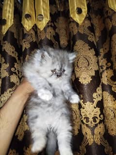 Quality triple coated punch face kittens for sale