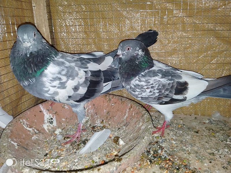 pigeon pair number 03704056427 0