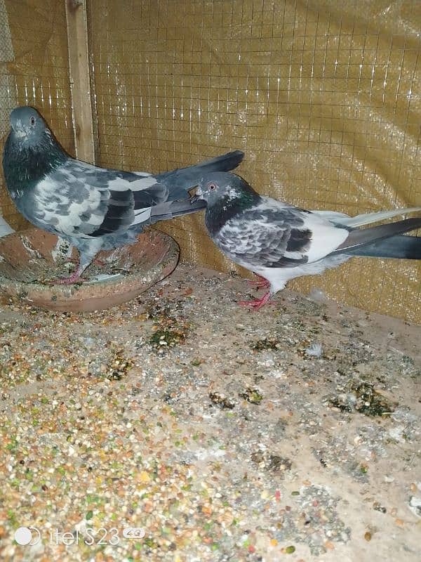 pigeon pair number 03704056427 1