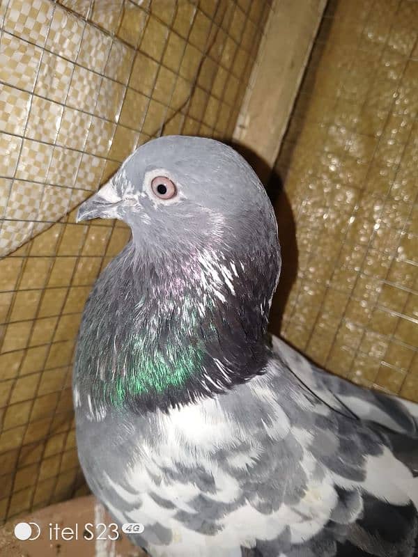 pigeon pair number 03704056427 2