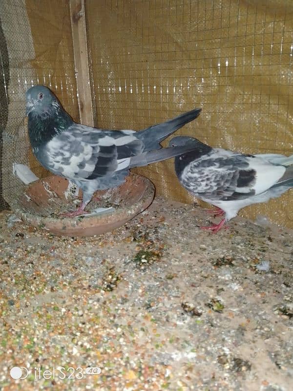 pigeon pair number 03704056427 3