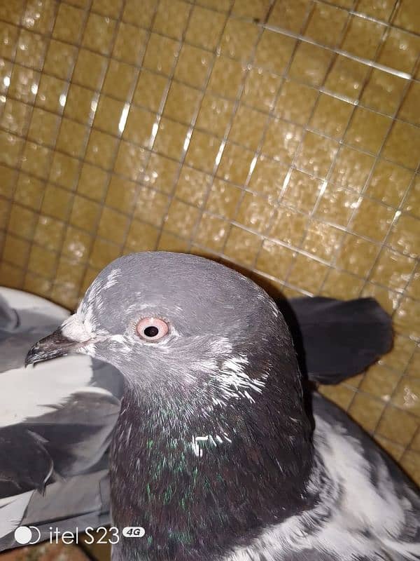 pigeon pair number 03704056427 5