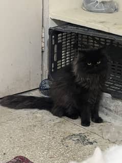 Black Persian Cat