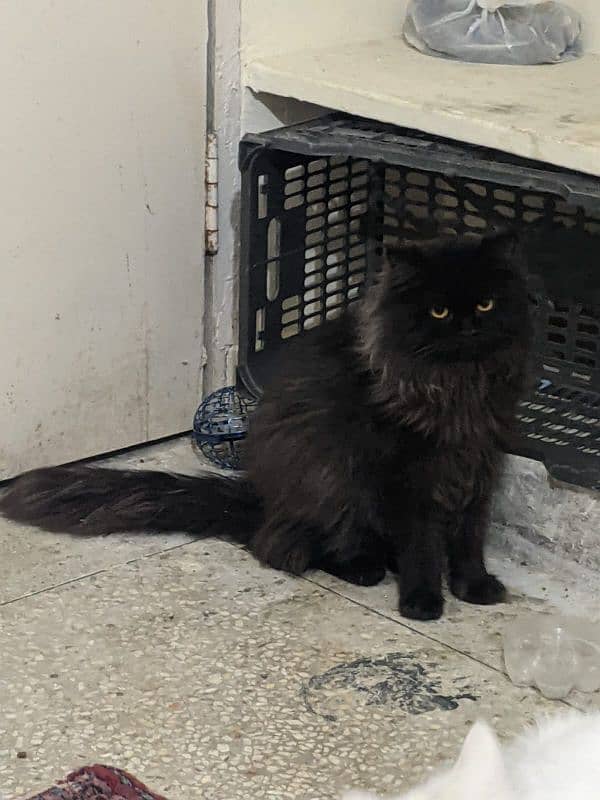 Black Persian Cat 0