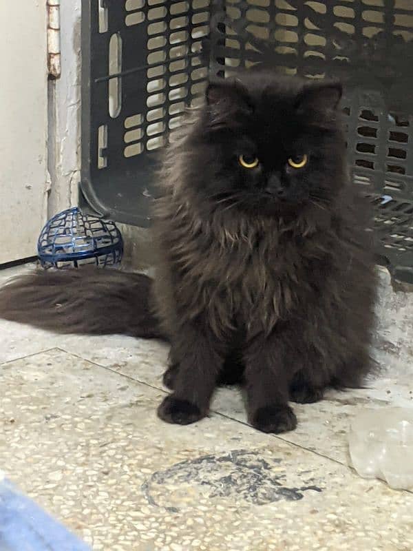 Black Persian Cat 2