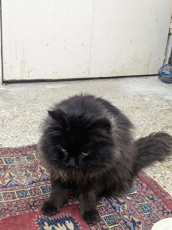 Black Persian Cat 3