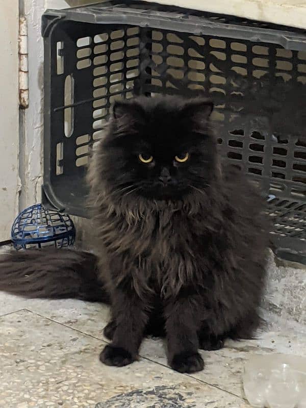 Black Persian Cat 6