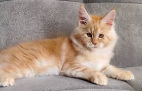 Maine coon