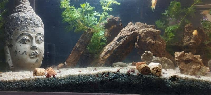 BEAUTIFUL AQUARIUM SETUP FOR SALE 0