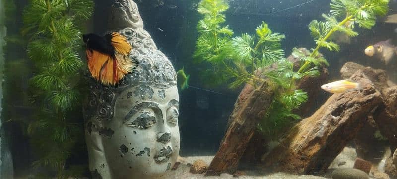 BEAUTIFUL AQUARIUM SETUP FOR SALE 1