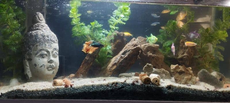 BEAUTIFUL AQUARIUM SETUP FOR SALE 3