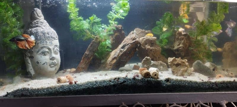 BEAUTIFUL AQUARIUM SETUP FOR SALE 4